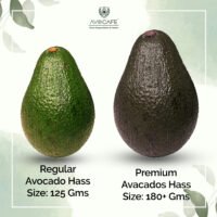 avocado IMG 145