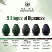 avocado IMG 146