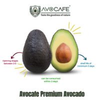 avocado IMG 144